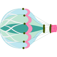 Illustration Other