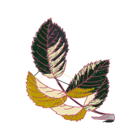 Illustration Other