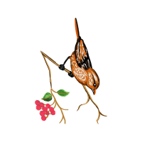 Illustration Other