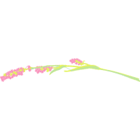 Illustration Other
