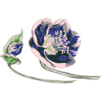 Illustration Other