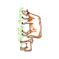 Illustration Other