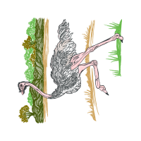Illustration Other