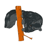 Illustration Other