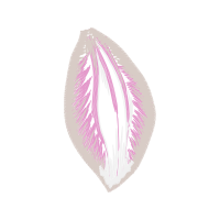 Illustration Other