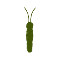 Illustration Other