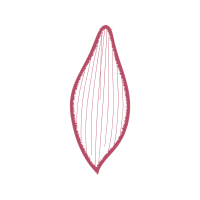 Illustration Other