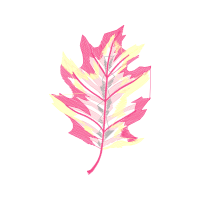 Illustration Other
