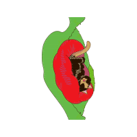Illustration Other
