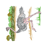 Illustration Other