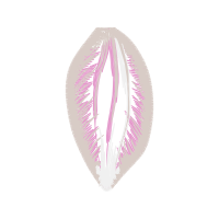 Illustration Other