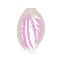 Illustration Other