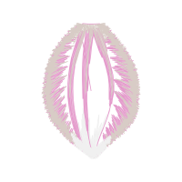 Illustration Other