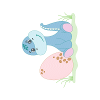 Illustration Other