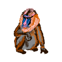 Japanese Macaque Other