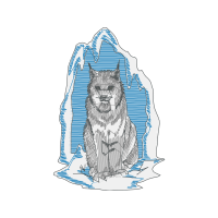 Keeshond Other