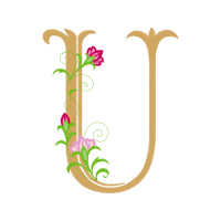 Lilies Other