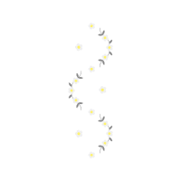 Lilies Other