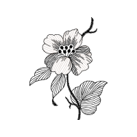 Lilies Other