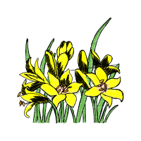 Lilies Other