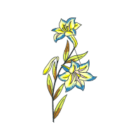 Lily Other