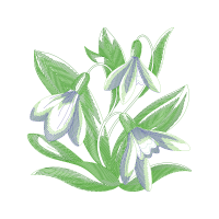 Lily Other