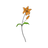 Lily Other