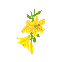 Lily Other