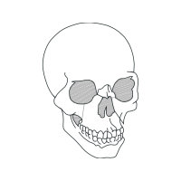 Line Art Other