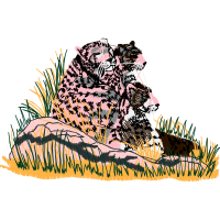 Lion Other