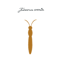 Lobster Other