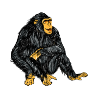 Macaques Other