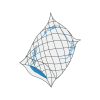 Manta Rays Other