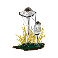 Mushroom Other