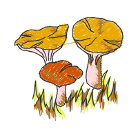 Mushroom Other