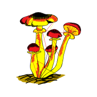 Mushroom Other