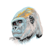 Old World Monkeys Other