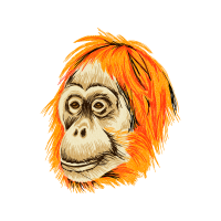 Orangutans Other