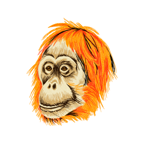 Orangutans Other