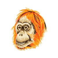 Orangutans Other
