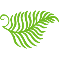Ostrich Fern Other