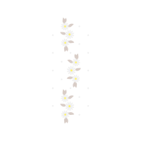 Oxeye Daisy Other Oxeye Daisy Other