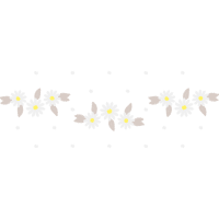 Oxeye Daisy Other Oxeye Daisy Other