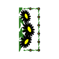 Oxeye Daisy Other Oxeye Daisy Other