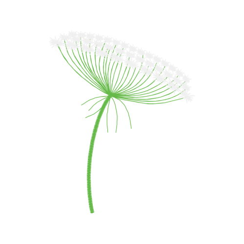 Palms Other Palms Other