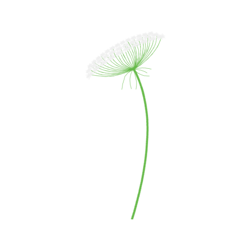 Palms Other Palms Other