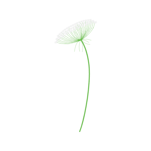 Palms Other Palms Other