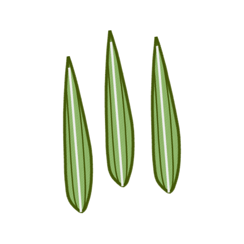 Palms Other Palms Other