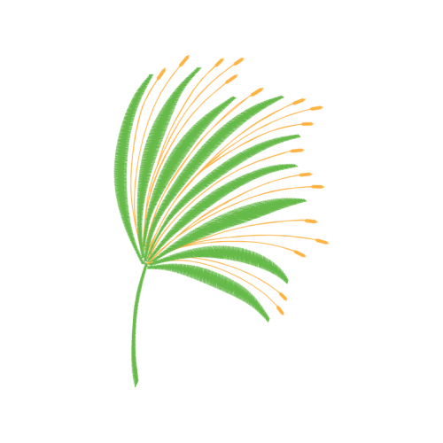 Palms Other Palms Other