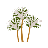 Palms Other